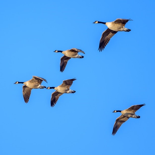 Geese flying in a V formation